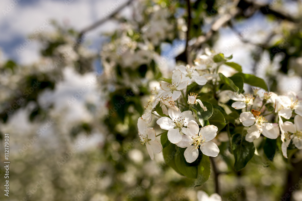 White fruits blooming in the springtime in orchard White fruits blooming in the springtime in orchard