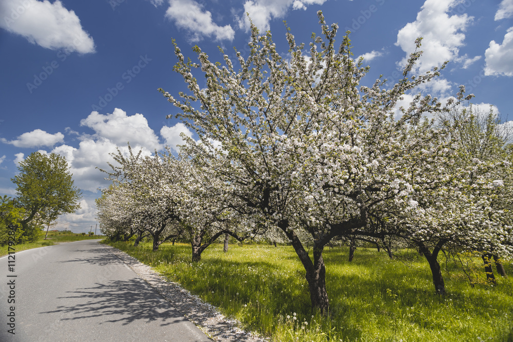 White fruits blooming in the springtime in orchard White fruits blooming in the springtime in orchard