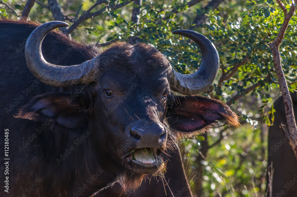 African Buffalo grazing through the trees at the Welgevonden Game Reserve in South Africa African Buffalo grazing through the trees at the Welgevonden Game Reserve in South Africa
