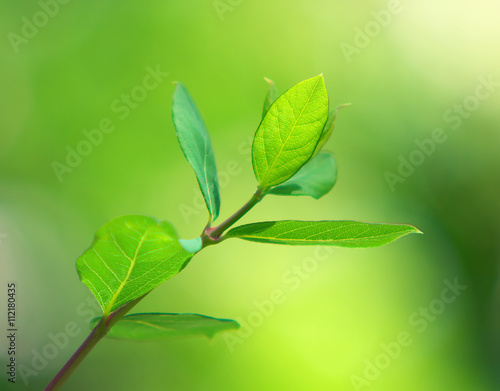 Spring green leaf.