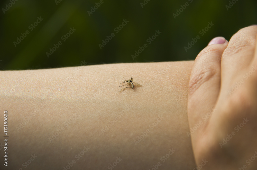 dead mosquito on a hand dead mosquito on a hand