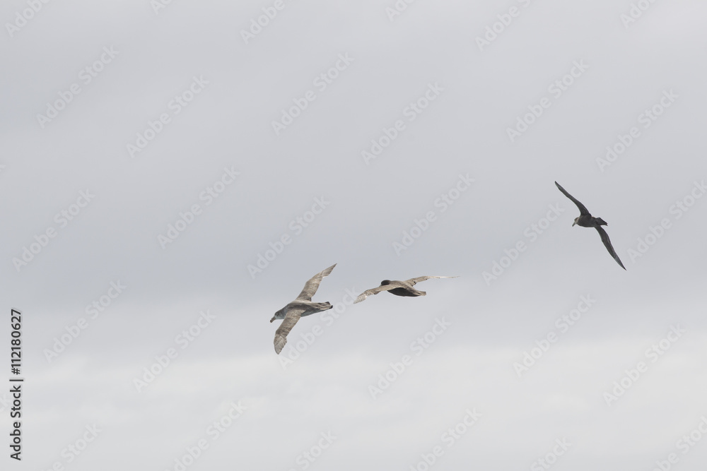 three seagulls in flight