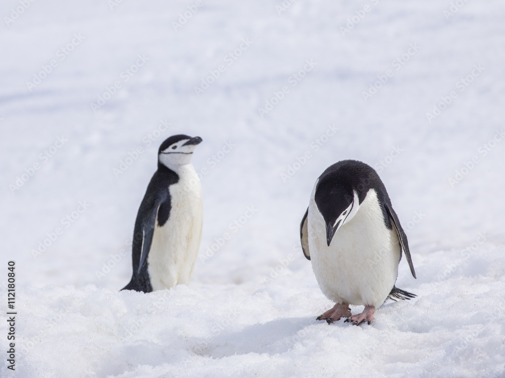 Fototapeta premium antarctic chinstrap penguin winter day