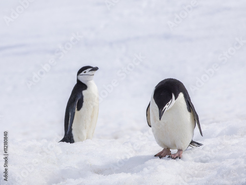 antarctic chinstrap penguin  winter day