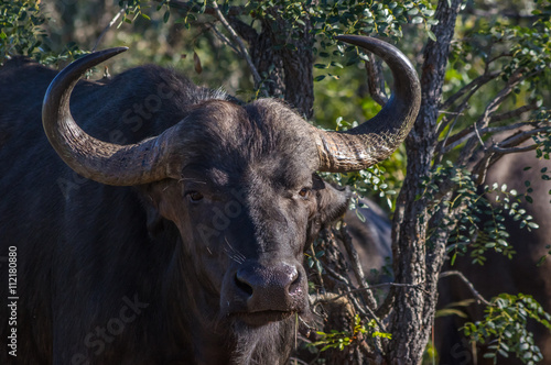 African Buffalo grazing through the trees at the Welgevonden Game Reserve in South Africa