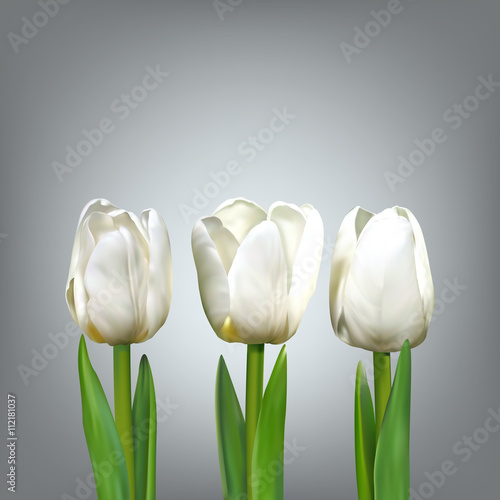 Three white tulip