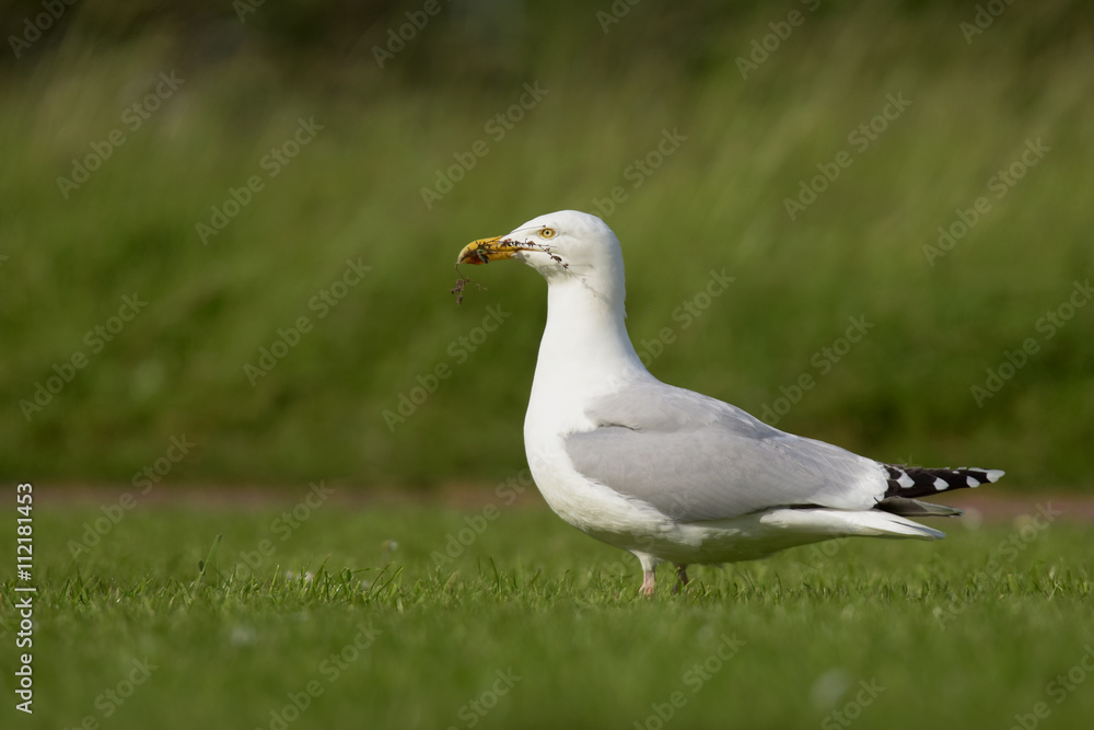 Herring Gull Herring Gull