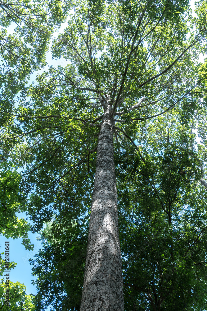Fototapeta premium Green Trees top