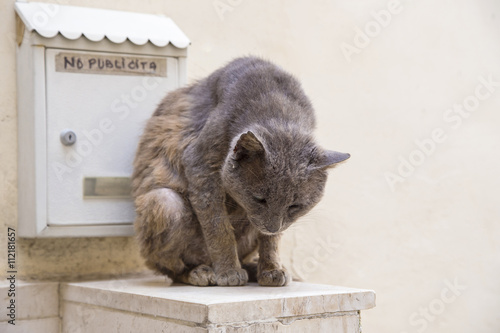 Gray cat sitting near mailbox