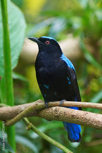 Asian fairy-bluebird (Irena puella) photo