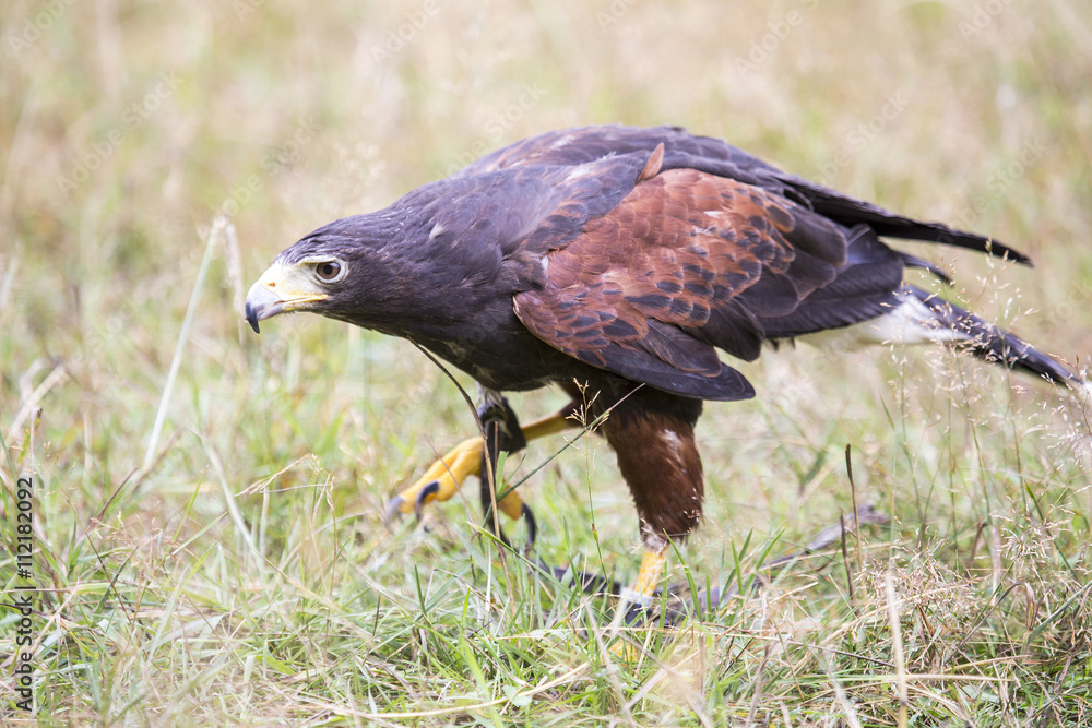 Obraz premium Harris's hawk walking between the grass