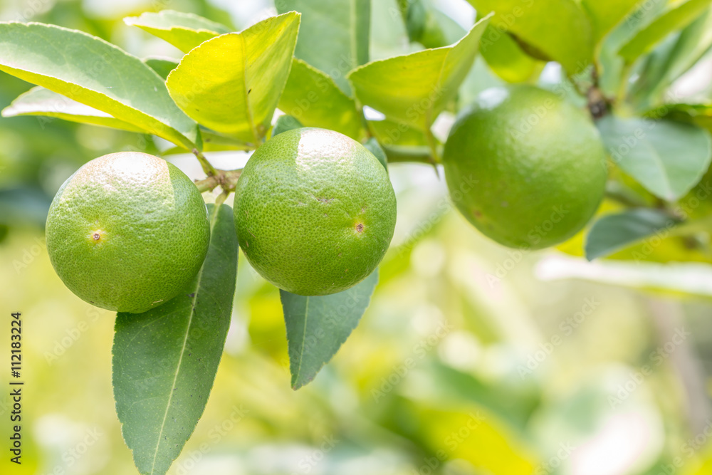 Lemons (limes), green lemons on tree.