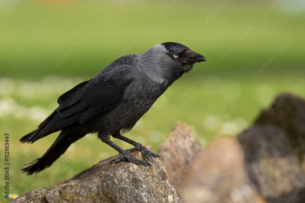 Western Jackdaw, Corvus monedula Western Jackdaw, Corvus monedula