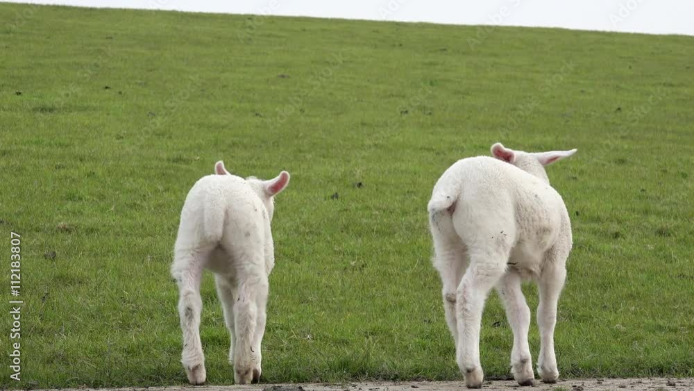 two white lamb standing, looking and run away two white lamb standing, looking and run away