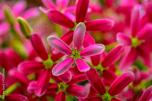 Rangoon creeper Blooming in the nature