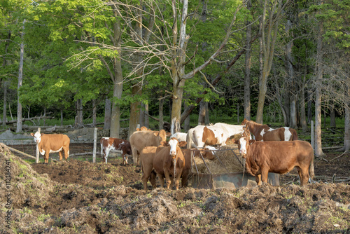 horses and cattle in feed pen