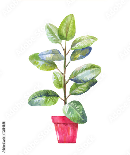 pipal illustration. Pipal in a pot. Potted pipal in watercolor i