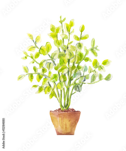 Potted tree watercolor. Tree in a pot illustration