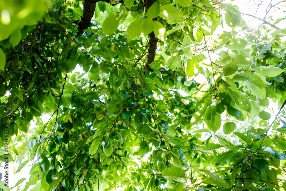 morning tree morning tree