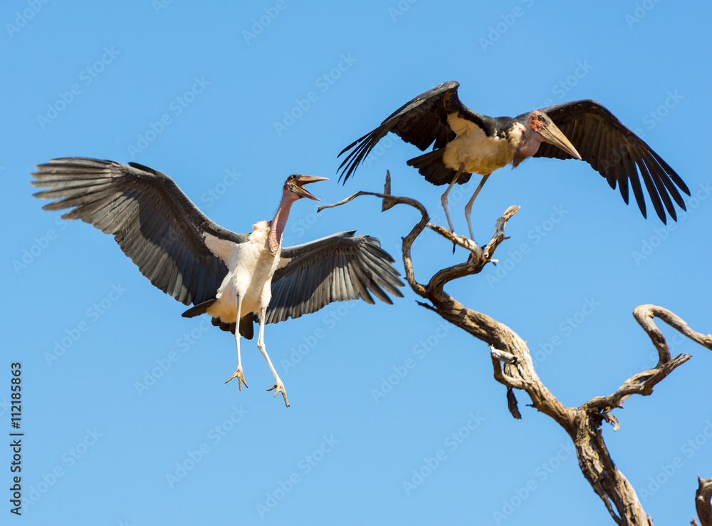Obraz premium Marabou Stork