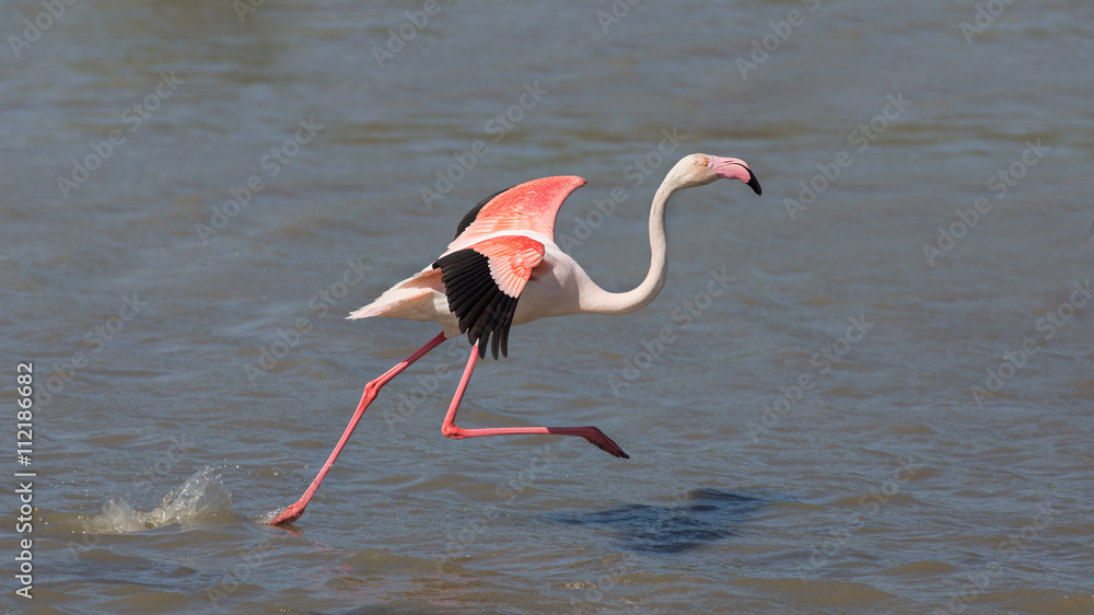 Naklejka premium Running greater flamingo (Phoenicopterus roseus), Camargue, France