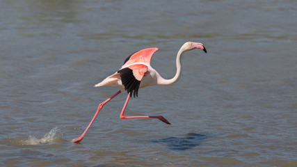 Poster Flamingo Rennende flamingo in Camargue Frankrijk  © lnichetti