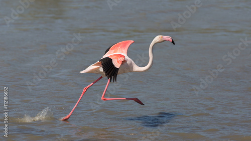 Running greater flamingo (Phoenicopterus roseus), Camargue, France