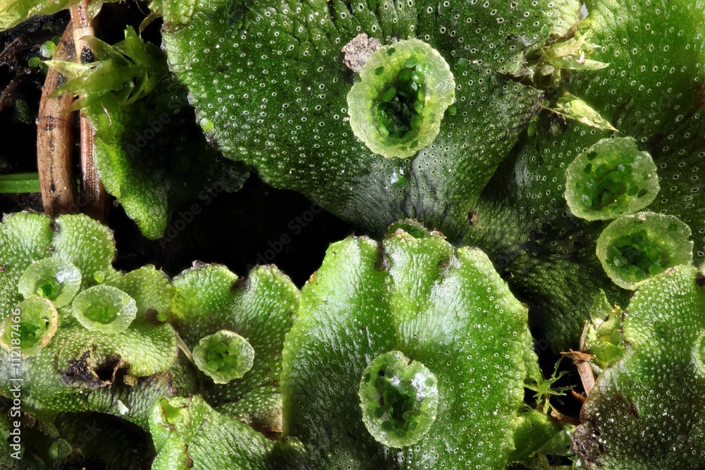 Common liverwort moss, Marchantia polymorpha Common liverwort moss, Marchantia polymorpha