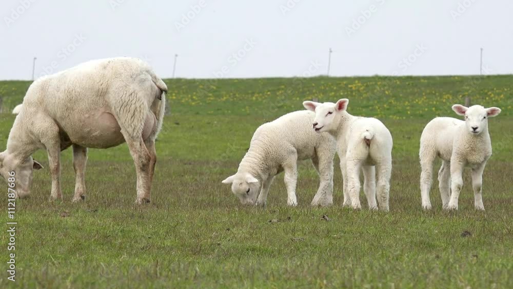 Ewe and white lamb graze on the meadow Ewe and white lamb graze on the meadow