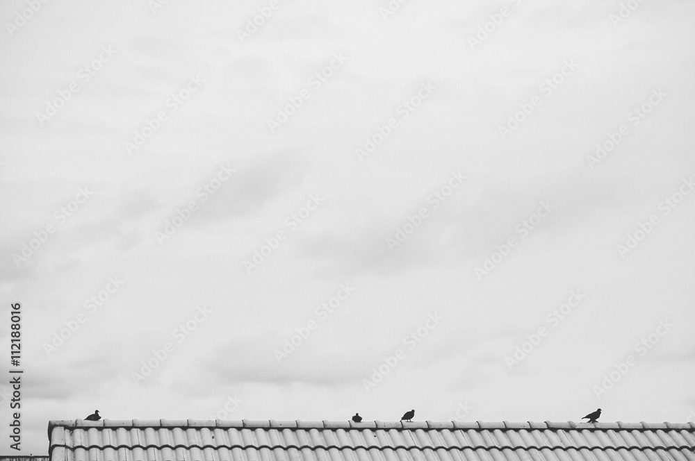 bird on a roof