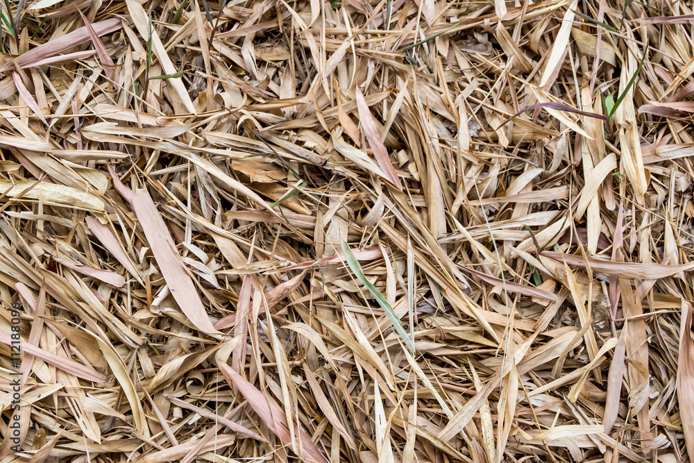Dried bamboo leaves for background Dried bamboo leaves for background