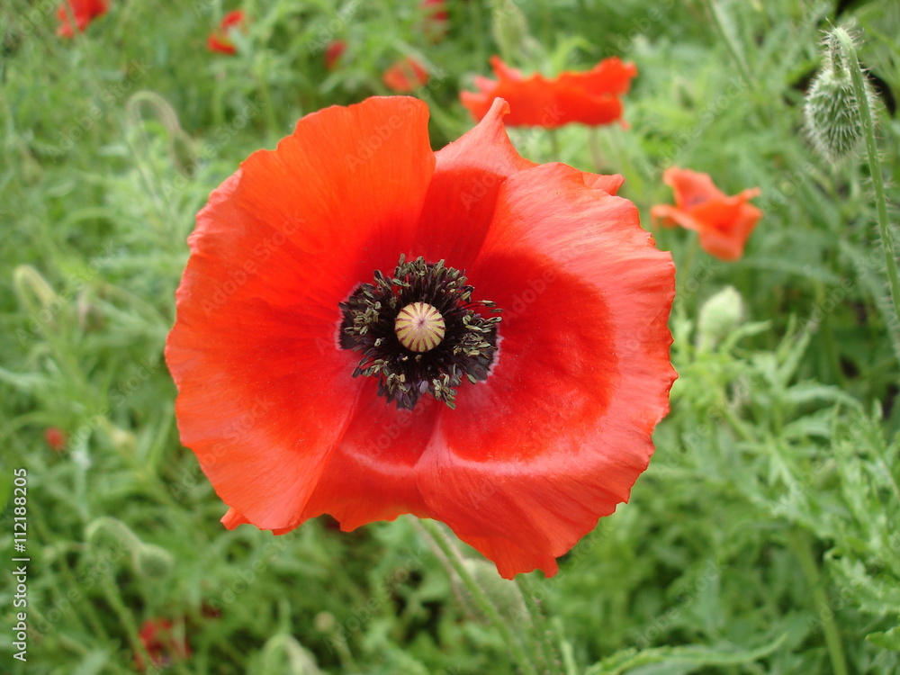 Red poppy flower and bud