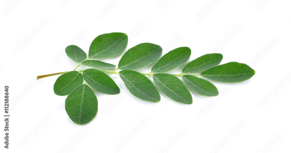 Moringa leaves over white background Moringa leaves over white background