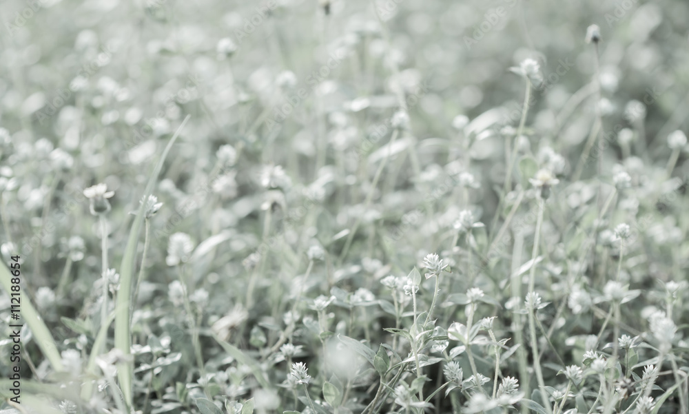 Grassland in blurred