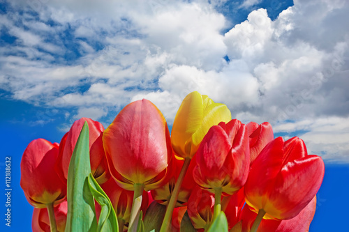 Bouquet of red tulips on the background of the spring sky and cl