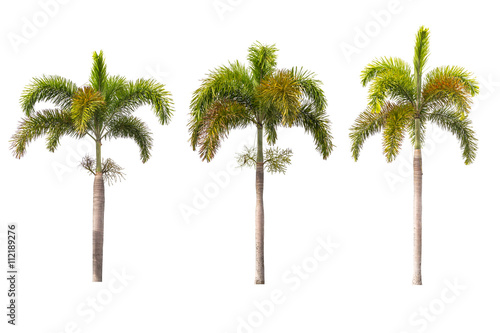 palm trees isolated on white