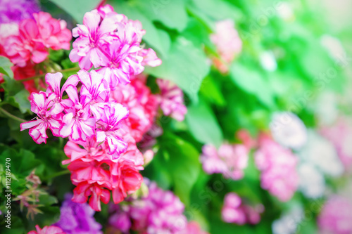 Fototapeta Naklejka Na Ścianę i Meble -  Flowers