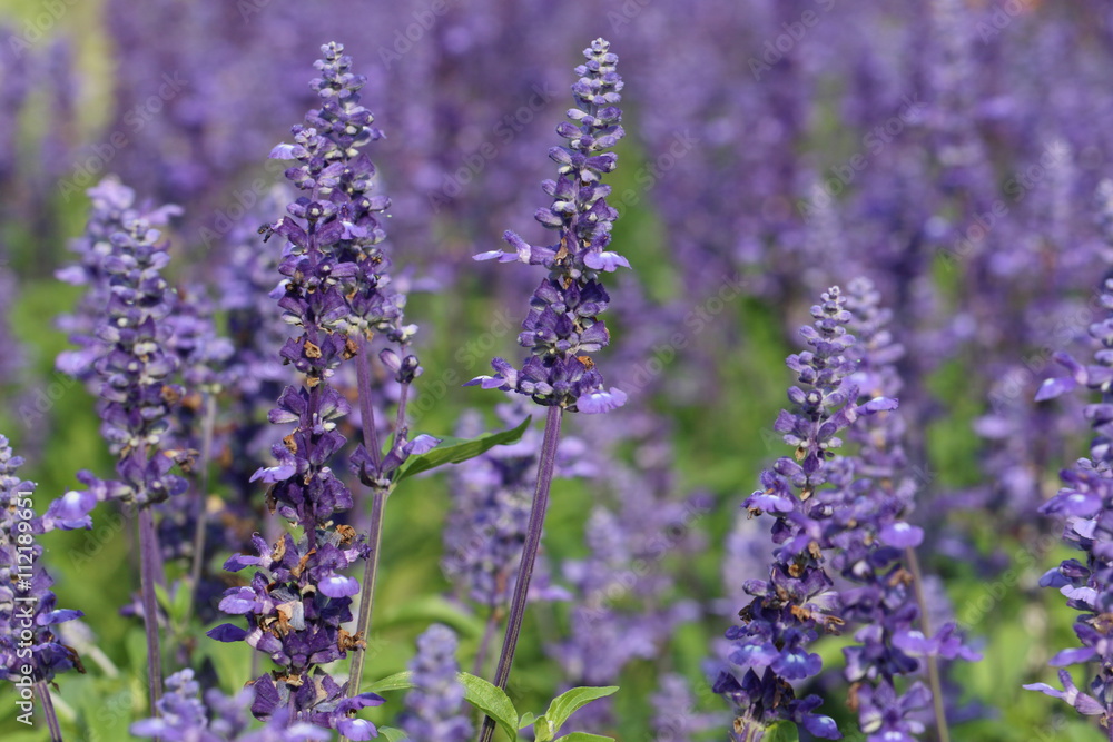 Obraz premium lavender