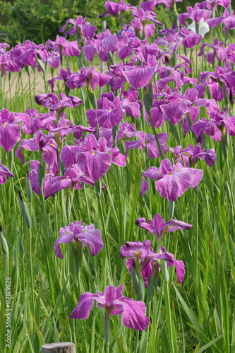 japanese iris