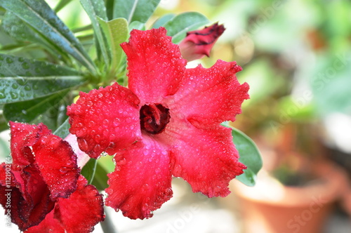 red desert rose blooming in backyard garden