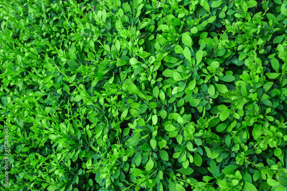 Background of green leaves Background of green leaves