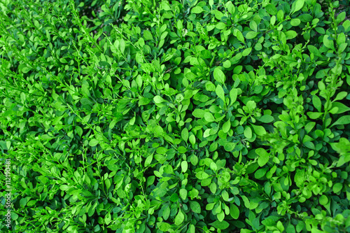Background of green leaves
