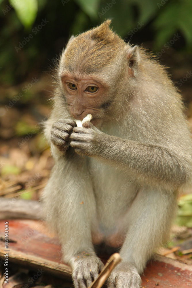 Monkeys portrait.Close-up of a monkey face in a natural forest of Thailand or Baly