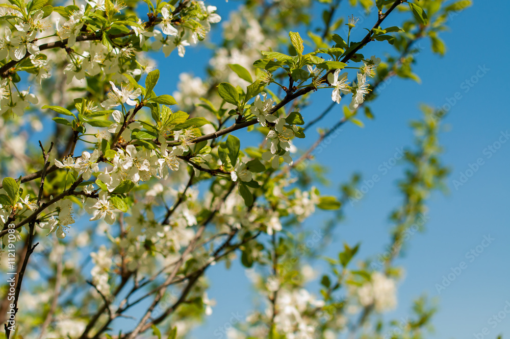 blossoming cherry blossoming cherry