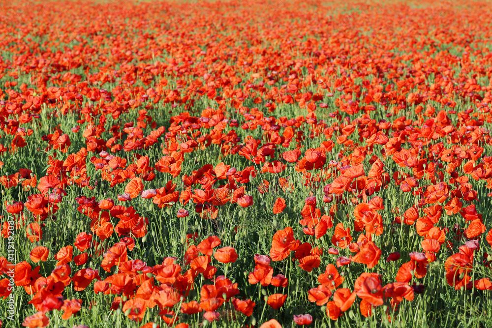 Red poppy flowers field, close up