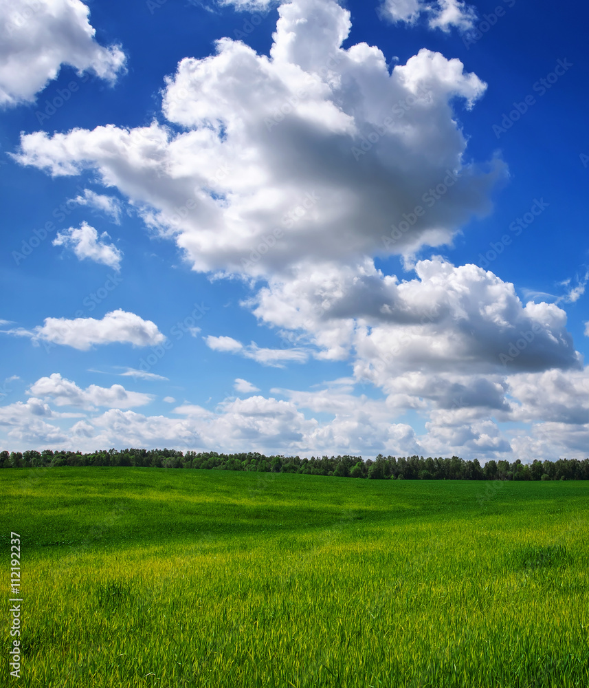 Green field and blue sky. Beatiful green field with blue sky. Green field and blue sky. Beatiful green field with blue sky.