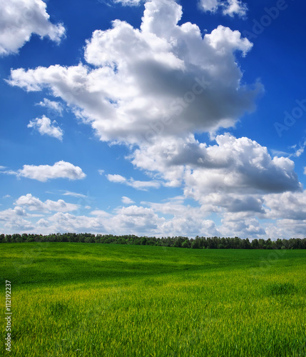 Green field and blue sky. Beatiful green field with blue sky.