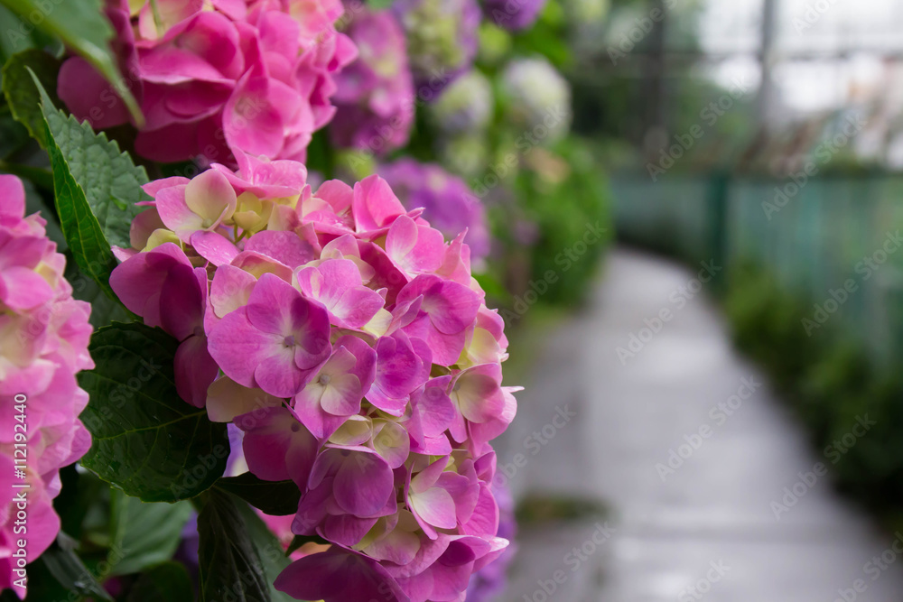 Hydrangea getting wet in the rain Hydrangea getting wet in the rain