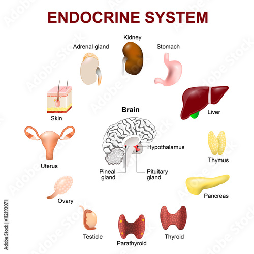 Endocrine system. Set icons