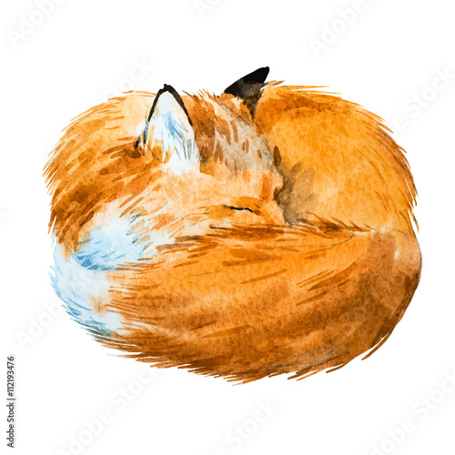 Watercolor sleeping fox